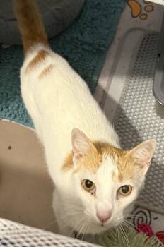 Scotty 10.16.21 -  Domestic Short Hair Cat for Adoption in Apopka, Florida - Scotty 10.16.21 | PetCurious