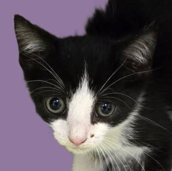 Rescue Domestic Short Hair Cats for Adoption in Savannah, Georgia - Russet | PetCurious