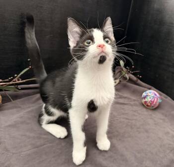 Slugger -  Domestic Short Hair Cat for Adoption in Fayetteville, Georgia - Slugger | PetCurious
