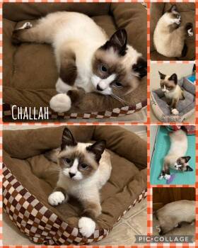 Siamese and Manx Cats Available for Adoption in Newberg, Oregon - Challah | PetCurious