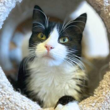 Leonie -  Domestic Medium Hair Cat for Adoption in Port Washington, New York - Leonie | PetCurious