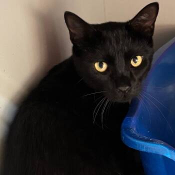 Shadow -  Domestic Short Hair Cat Available for Adoption in Sarasota, Florida - Shadow | PetCurious