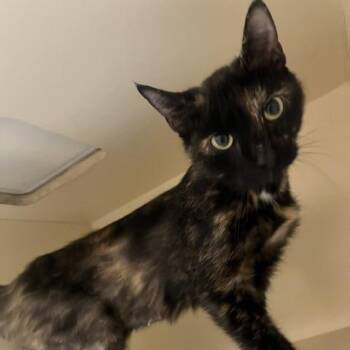 Selene -  Domestic Short Hair Cat for Adoption in Dayton, Ohio - Selene | PetCurious