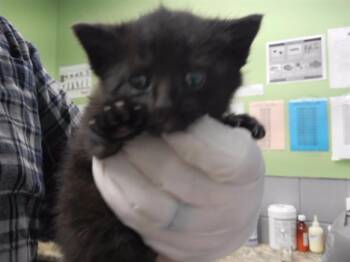 KRIS -  Domestic Short Hair Cat for Adoption in Omaha, Nebraska - KRIS | PetCurious