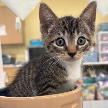 Flower -  Domestic Short Hair Cat for Adoption in West Palm Beach, Florida - Flower | PetCurious