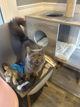 Jones -  Domestic Medium Hair Cat for Adoption in Wheaton, Illinois - Jones | PetCurious