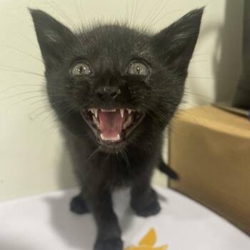 Domestic Short Hair Cats Available for Adoption - Vader | PetCurious