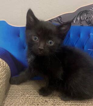 Bon Bon - Snack Pack -  Bombay Cat for Adoption in Anthem, Arizona - Bon Bon - Snack Pack | PetCurious