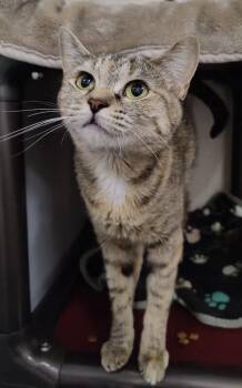 Tess -  Domestic Short Hair Cat for Adoption in Fruit Heights, Utah - Tess | PetCurious