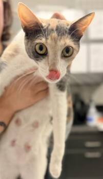 HONEY - NEEDS A FOSTER -  Domestic Short Hair Cat for Adoption in Ontario, California - HONEY - NEEDS A FOSTER | PetCurious