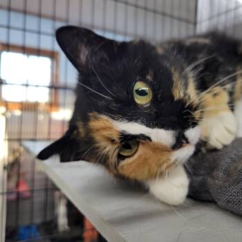 Domestic Short Hair Cats Available for Adoption - Molly | PetCurious