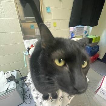 Bats! -  Domestic Short Hair Cat for Adoption in Charlottesville, Virginia - Bats! | PetCurious