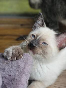 Angelica -  Siamese Cat for Adoption in New Washoe City, Nevada - Angelica | PetCurious