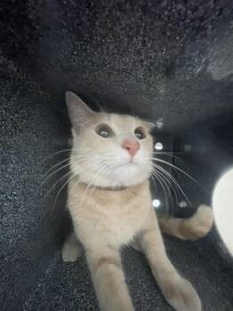Rescue Domestic Short Hair Cats for Adoption in Dallas, Texas - GAMBIT | PetCurious