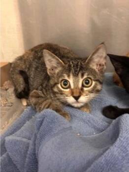 Goosie -  Domestic Short Hair Cat for Adoption in Fort Worth, Texas - Goosie | PetCurious