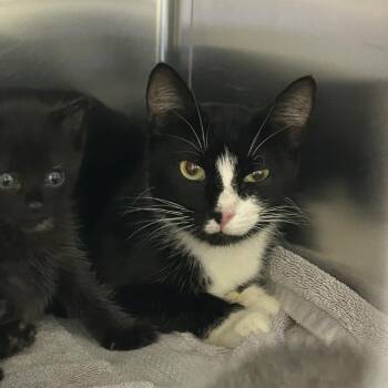 Mountaineer -  Domestic Short Hair Cat for Adoption in Asheville, North Carolina - Mountaineer | PetCurious