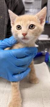 Domestic Short Hair Cats Available for Adoption in Sanford, North Carolina - Sienna | PetCurious