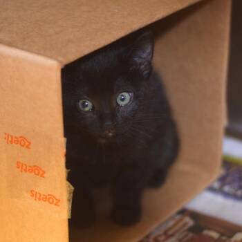 Russet -  Domestic Short Hair Cat for Adoption in Belleville, Illinois - Russet | PetCurious