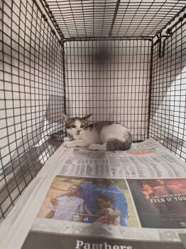 LINK -  Domestic Short Hair Cat for Adoption in Fort Lauderdale, Florida - LINK | PetCurious