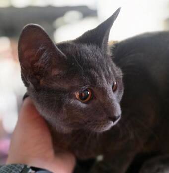 Domestic Short Hair Cats Available for Adoption - Smokey | PetCurious