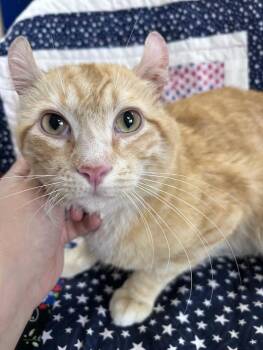 George -  Domestic Short Hair and American Curl Cat for Adoption in Greensboro, North Carolina - George | PetCurious