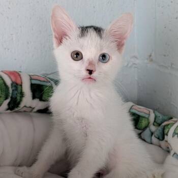 Amelia -  Domestic Short Hair Cat for Adoption in Kailua-kona, Hawaii - Amelia | PetCurious