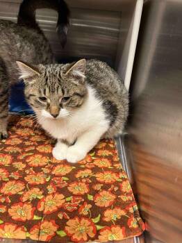 Rescue Domestic Medium Hair Cats for Adoption in Ludington, Michigan - Lewis | PetCurious