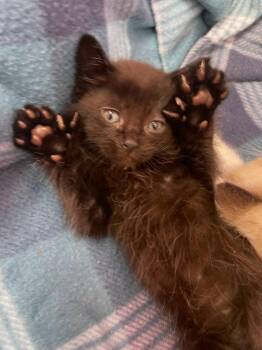 Domestic Short Hair Cats Available for Adoption in South Bend, Indiana - Barry White * IN FOSTER * | PetCurious
