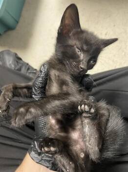 A378635 -  Domestic Short Hair Cat for Adoption in Stockton, California - A378635 | PetCurious
