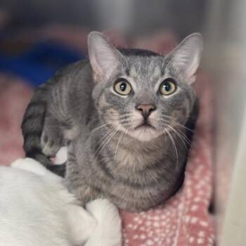 Ted Lobster -  Domestic Short Hair Cat for Adoption in Westland, Michigan - Ted Lobster | PetCurious