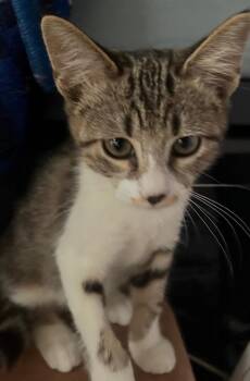 Wemby -  Domestic Short Hair Cat for Adoption in San Antonio, Texas - Wemby | PetCurious
