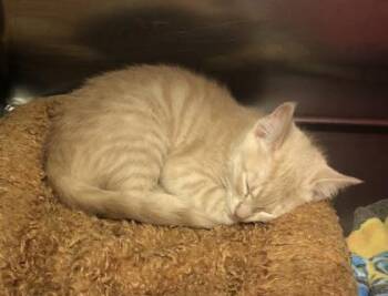 Domestic Short Hair Cats Available for Adoption - Nova | PetCurious