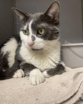 Domestic Short Hair Cats Available for Adoption - Milo | PetCurious