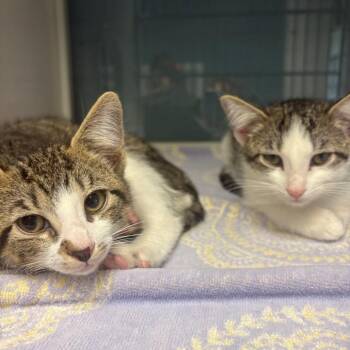 Bridget -  Domestic Short Hair Cat for Adoption in East Hanover, New Jersey - Bridget | PetCurious