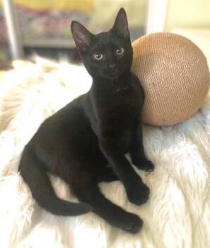Rescue Domestic Short Hair Cats for Adoption in Salt Point, New York - Linguini | PetCurious