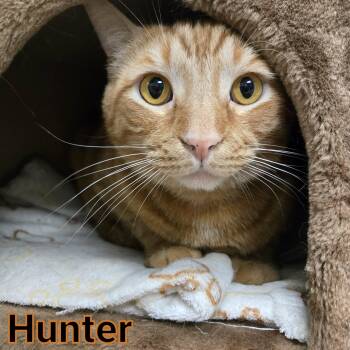 Domestic Short Hair Cats Available for Adoption in Valparaiso, Indiana - Hunter | PetCurious