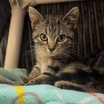 Twiggy -  Domestic Short Hair Cat for Adoption in York, Pennsylvania - Twiggy | PetCurious