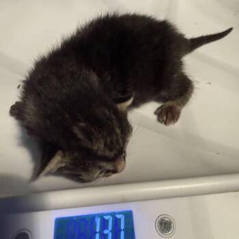 Domestic Short Hair Cats Available for Adoption in Columbus, North Carolina - Oni | PetCurious