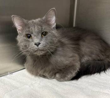 Domestic Medium Hair Cats Available for Adoption in Peoria, Illinois - CONFECTIONER | PetCurious