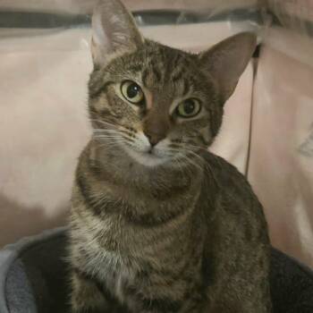 Tabby Cats Available for Adoption in Hamilton, Ontario - Gucci – A  Loving Little Diva! | PetCurious