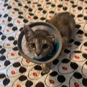 Domestic Short Hair Cats Available for Adoption in Bentonville, Arkansas - Stormy | PetCurious