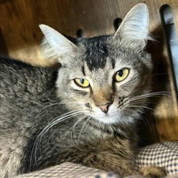 APRIL -  Domestic Short Hair Cat for Adoption in Fernandina Beach, Florida - APRIL | PetCurious