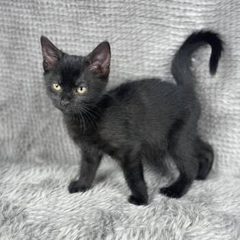 Eclipse - Andrea foster -  Domestic Short Hair Cat for Adoption in Social Circle, Georgia - Eclipse - Andrea Foster | PetCurious