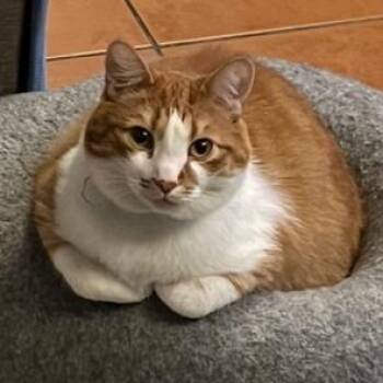Dobby -  Domestic Short Hair Cat Available for Adoption in Las Vegas, Nevada - Dobby | PetCurious