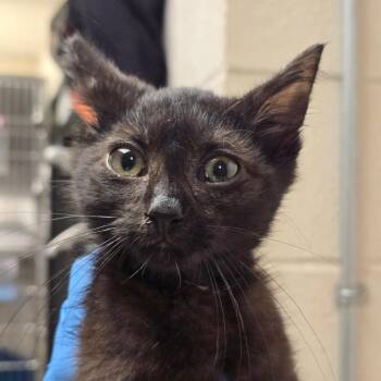 Birch -  Domestic Long Hair Cat for Adoption in Concord, North Carolina - Birch | PetCurious