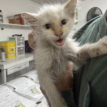 Rescue Domestic Long Hair Cats for Adoption in Las Vegas, Nevada - Fireplace Model | PetCurious