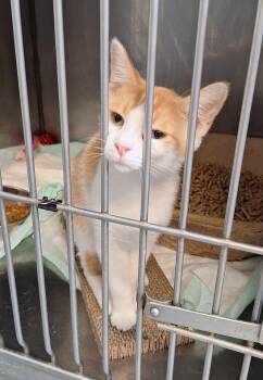 Carmel -  Domestic Short Hair Cat for Adoption in Stanton, Kentucky - Carmel | PetCurious
