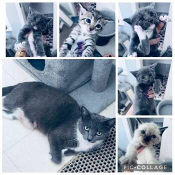 William -  Domestic Short Hair and Russian Blue Cat for Adoption in Frisco, Texas - William | PetCurious