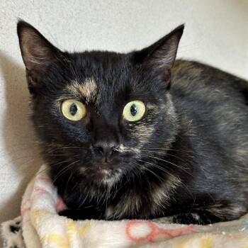 Jolene -  Domestic Short Hair Cat for Adoption in Durango, Colorado - Jolene | PetCurious
