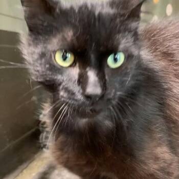 Kona -  Domestic Short Hair Cat for Adoption in Stockholm, Wisconsin - Kona | PetCurious